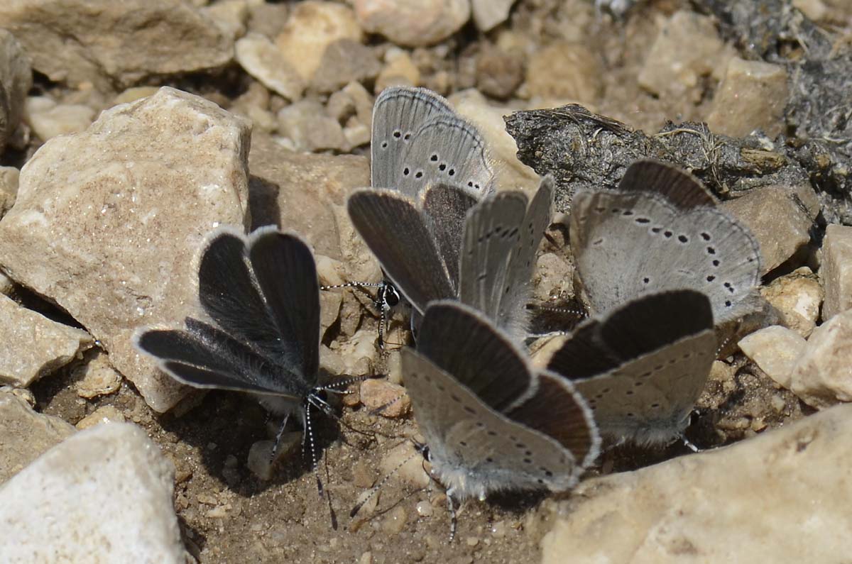 Gruppo misto Lycaenidae da id.